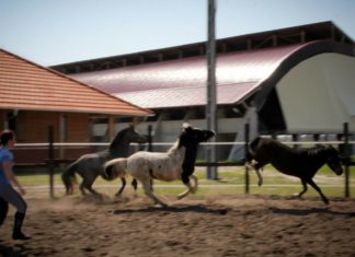 Oktatási tevékenység javítása érdekében fejlesztik a mórahalmi lovasközpontot