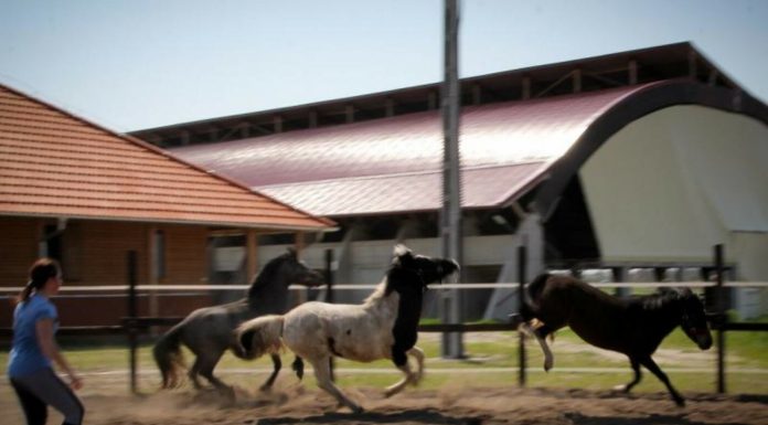 Oktatási tevékenység javítása érdekében fejlesztik a mórahalmi lovasközpontot