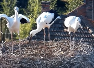Kirepültek a röszkei gólyafiókák