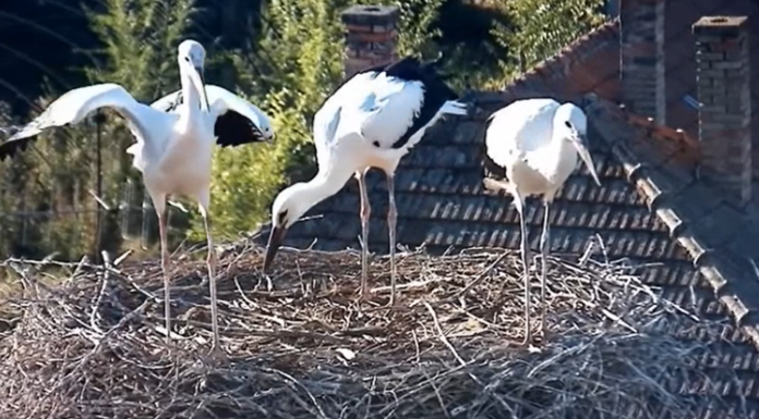 Kirepültek a röszkei gólyafiókák