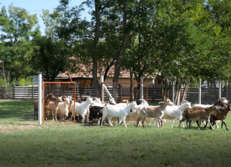 Kerek erdő közepén, a ruzsai Borbála Kecskefarmon jártunk