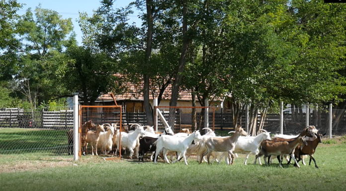 Kerek erdő közepén, a ruzsai Borbála Kecskefarmon jártunk