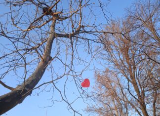 Felavatták Mórahalmon a szerelmesek fáját