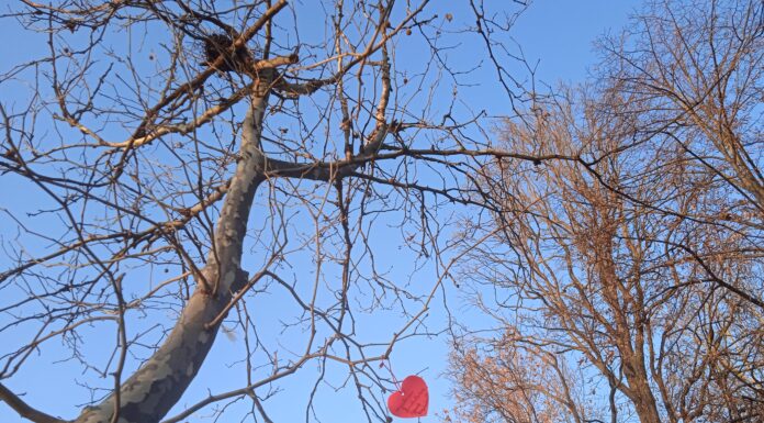 Felavatták Mórahalmon a szerelmesek fáját