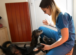 „Engem suttogónak is szoktak hívni” – Mórahalomra került az Év Állatgyógyászati Asszisztense díj