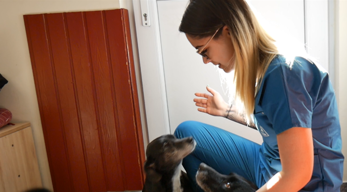 „Engem suttogónak is szoktak hívni” – Mórahalomra került az Év Állatgyógyászati Asszisztense díj