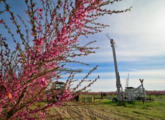 Fagyvédelmi szélgéppel óvja a barackot a bordányi gyümölcstermesztő