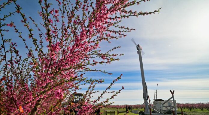 Fagyvédelmi szélgéppel óvja a barackot a bordányi gyümölcstermesztő