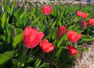 A mórahalmi tulipános kert április 7-én megnyitja kapuit