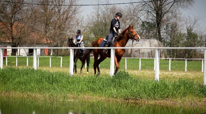 Befejeződött a lovas oktatási tevékenység fejlesztésére irányuló projekt Mórahalmon