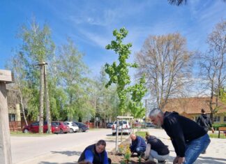 Hamarosan tavaszi színekben pompázik a zsombói főtér