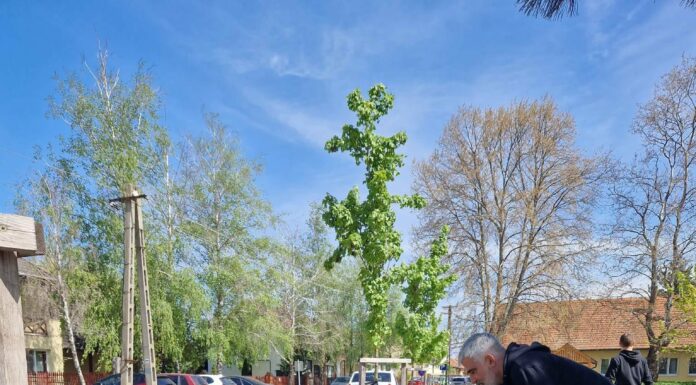 Hamarosan tavaszi színekben pompázik a zsombói főtér