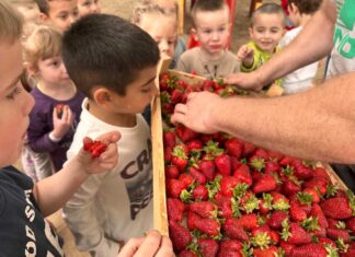 Több ládányi epret kaptak ajándékba a sándorfalvi óvodások