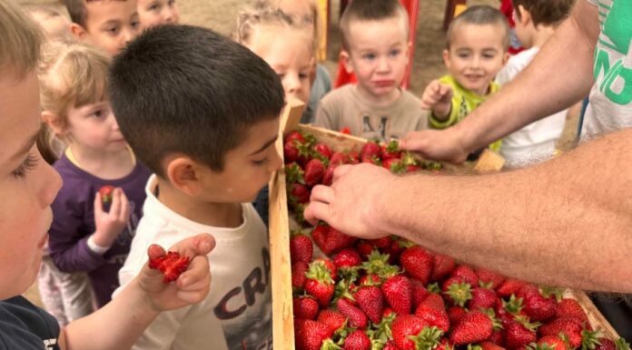 Több ládányi epret kaptak ajándékba a sándorfalvi óvodások