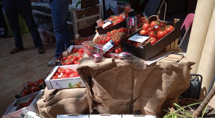 A magyar paradicsom napja a mórahalmi Aranyszömben