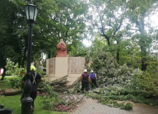 Kidőlt fához vonultak a mórahalmi tűzoltók