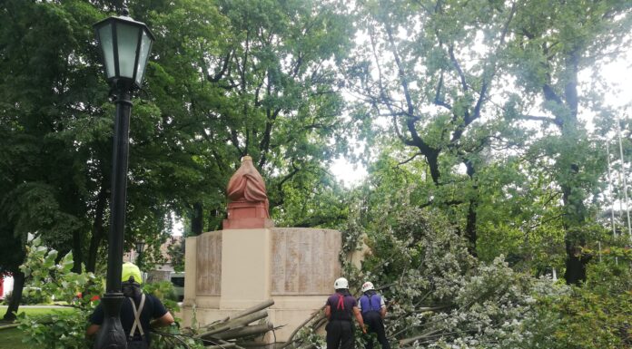 Kidőlt fához vonultak a mórahalmi tűzoltók