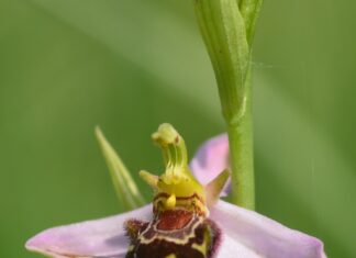 Botanikai szenzáció került elő Mórahalom térségéből