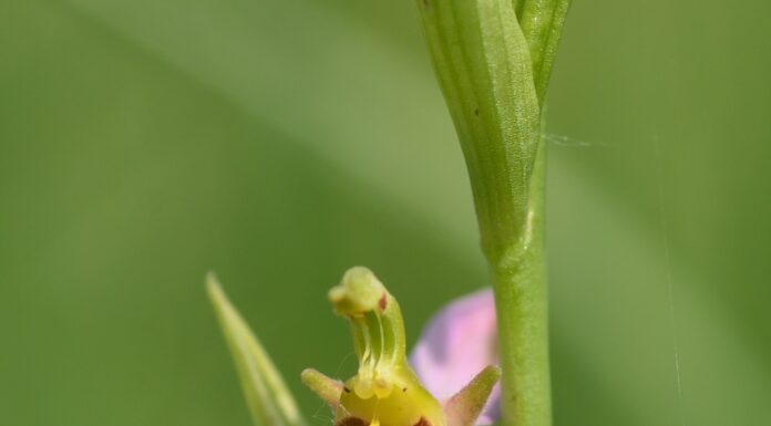 Botanikai szenzáció került elő Mórahalom térségéből
