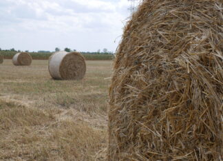 Zajlik az aratás Mórahalmon is