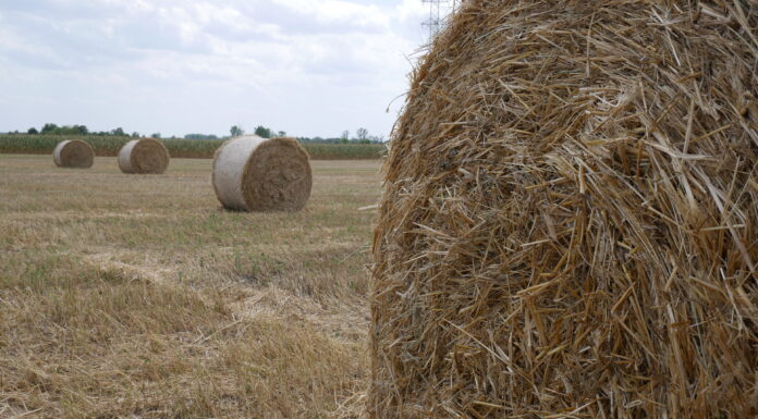 Zajlik az aratás Mórahalmon is