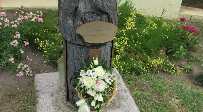 Egykori tanulók látogattak a Mórasuli előtt álló Tanítók fájához