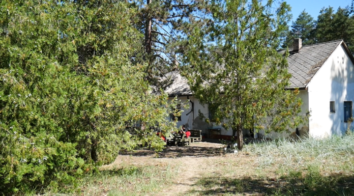 Rászoruló gyermekek táborozhatnak az ásotthalmi erdőben