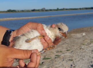 68 év után újra költ kacagócsér hazánkban, ráadásul Mórahalmon!
