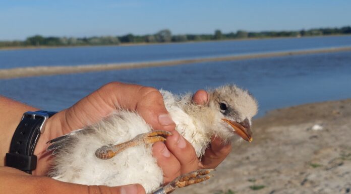 68 év után újra költ kacagócsér hazánkban, ráadásul Mórahalmon!