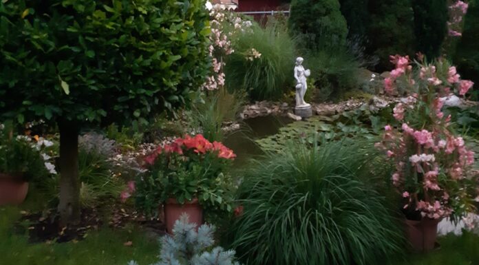 Lakóhelyünk rejtett kincsei: „Kisvárosikert”, a mórahalmi oázis