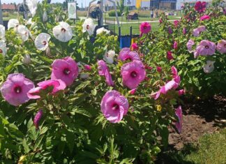 Csak úgy pompáznak az óriás hibiszkuszok a mórahalmi Ezer Év Parkjában!