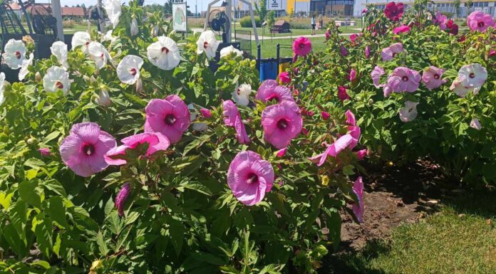 Csak úgy pompáznak az óriás hibiszkuszok a mórahalmi Ezer Év Parkjában!