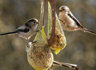 A kismadarakra is figyelnek a mórahalmi iskolákban