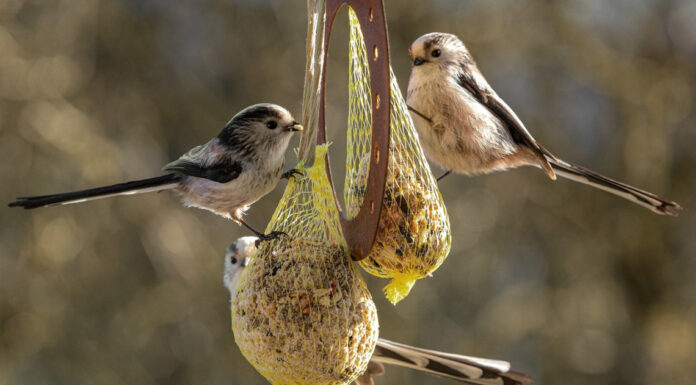 A kismadarakra is figyelnek a mórahalmi iskolákban