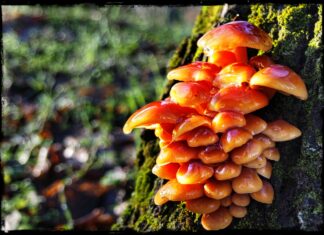 Színpompás gombát fotóztak az ásotthalmi iskola parkjában