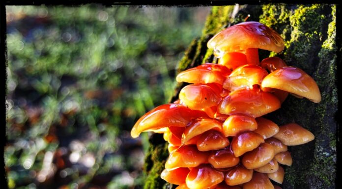 Színpompás gombát fotóztak az ásotthalmi iskola parkjában