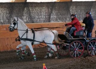 Fogathajtó versenyt rendeztek Mórahalmon