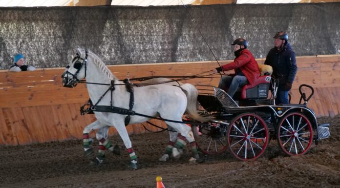 Fogathajtó versenyt rendeztek Mórahalmon