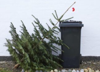 Január 10-én indul a „fenyőfajárat” Mórahalmon!