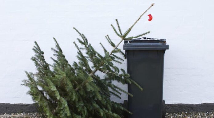 Január 10-én indul a „fenyőfajárat” Mórahalmon!