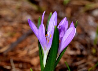 Tisztítják az egyhajúvirág élőhelyét Ásotthalom környékén