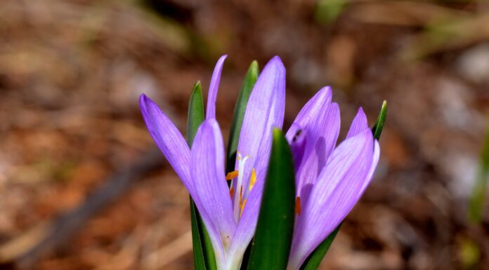 Tisztítják az egyhajúvirág élőhelyét Ásotthalom környékén