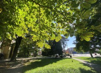 Egyre zöldebb Mórahalom