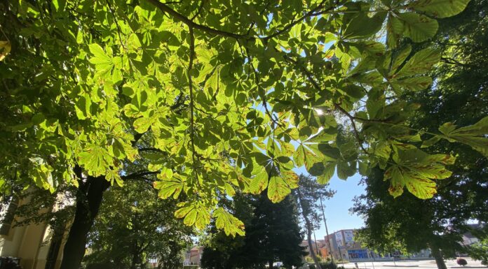 Egyre zöldebb Mórahalom