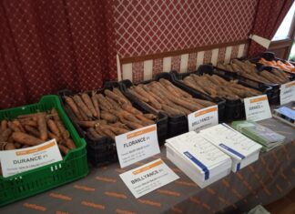 Sárgarépanap Mórahalmon