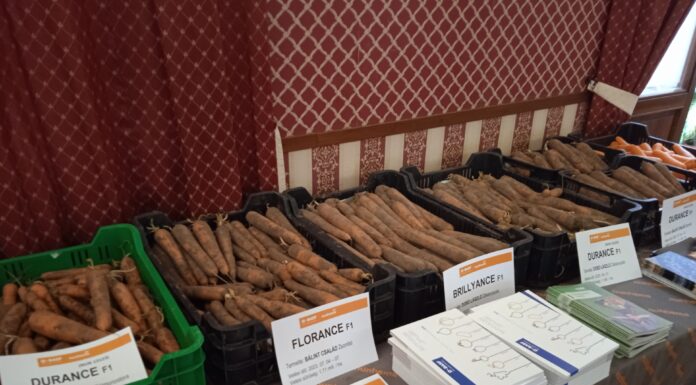 Sárgarépanap Mórahalmon