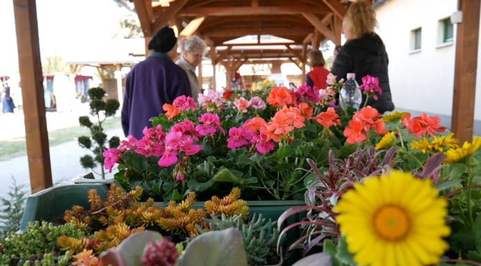 Idén tovább bővül a domaszéki piac