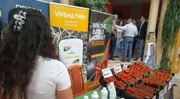 A Magyar Paradicsom Napja az Aranyszömben