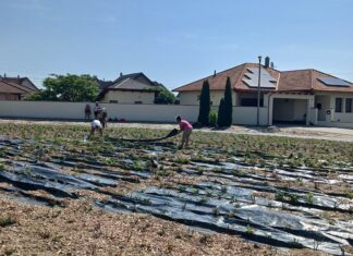 Színpompás rózsaliget készül Mórahalmon