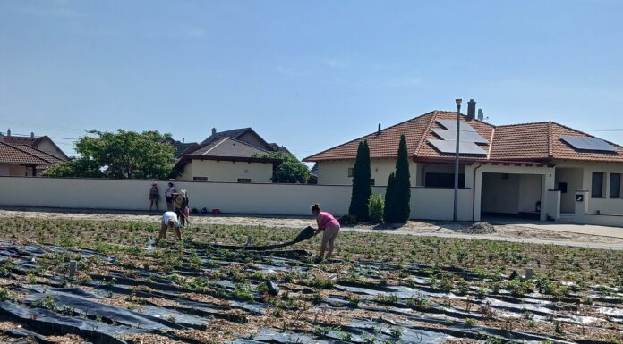 Színpompás rózsaliget készül Mórahalmon